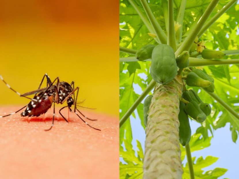 Papaya leaves medicine online